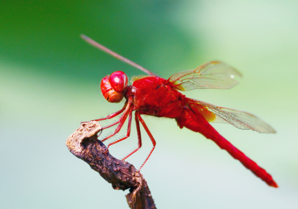 红蜻蜓