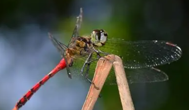 赤蜻