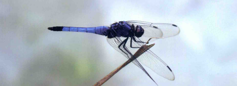 蜻蜓特写
