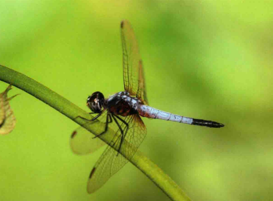 捕食蚊子的蜻蜓