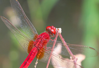 红蜻蜓